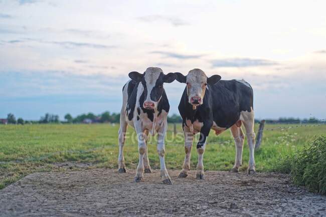 Two calves standing in a field, East Frisia, lower Saxony, Germany - foto de stock