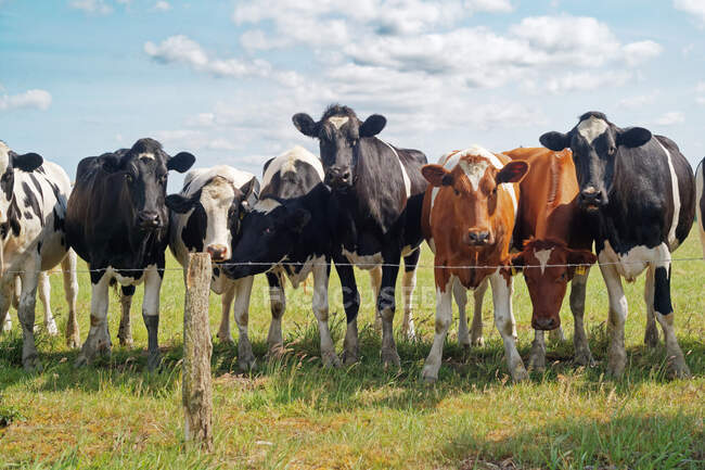 Rebaño de vacas en un campo, Frisia Oriental, Baja Sajonia, Alemania - foto de stock