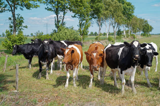 Стадо коров в поле, Восточная Фризия, Нижняя Саксония, Германия — стоковое фото