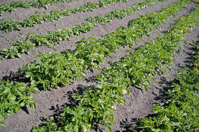 Картофель растет в поле, Восточная Фризия, Нижняя Саксония, Германия — стоковое фото
