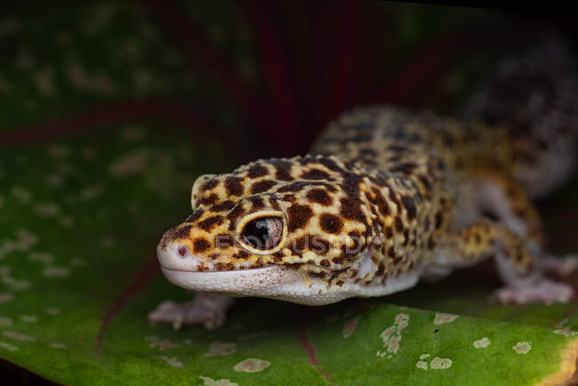 Porträt eines Leopardengeckos auf einem Blatt, Indonesien — Stockfoto