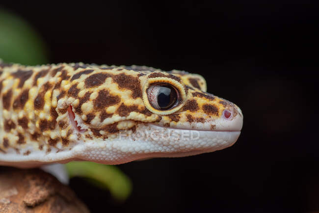 Крупный план леопардового геккона, Индонезия — стоковое фото