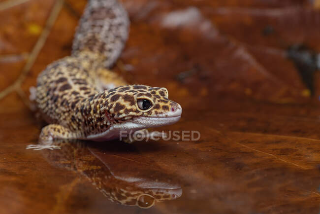 Retrato de um leopardo gecko em uma folha, Indonésia — Fotografia de Stock