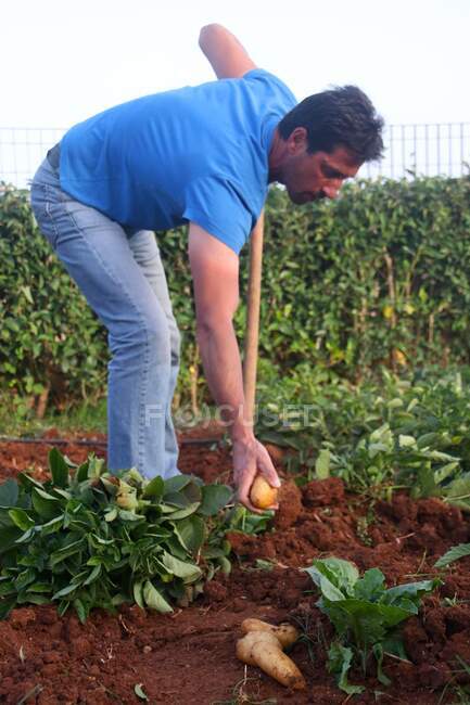 Man harvesting potatoes in a vegetable garden, Greece — Stock Photo