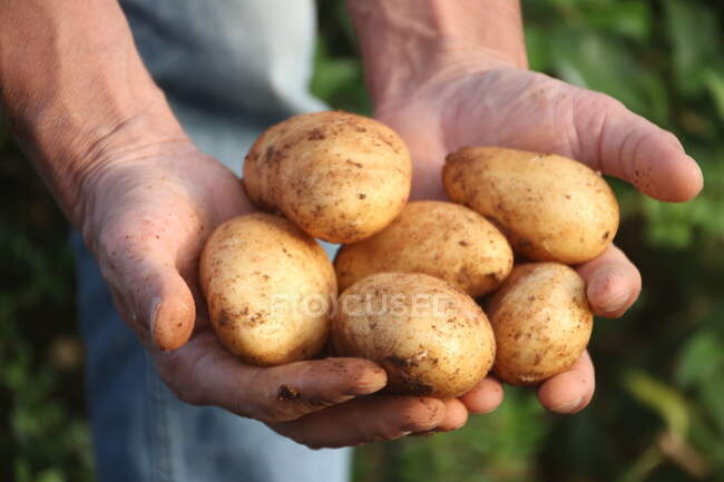 Gros plan des mains d'un homme tenant des pommes de terre fraîchement cueillies, Grèce — Photo de stock