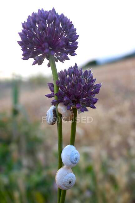 Conchas de caracol sobre flores silvestres púrpuras, Grecia - foto de stock