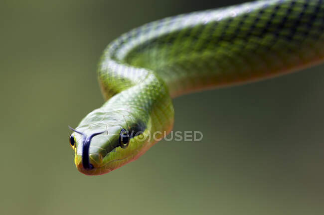 Primer plano de una serpiente verde de cola roja, Indonesia - foto de stock