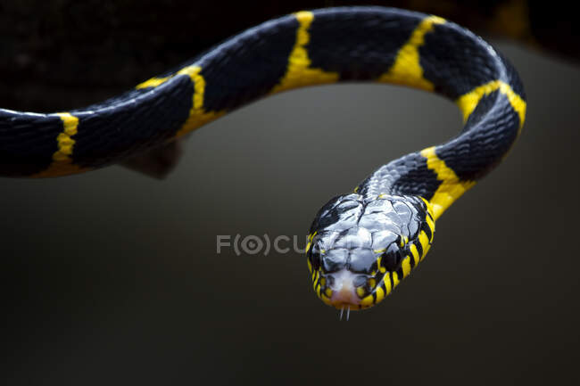 Nahaufnahme einer Boiga-Schlange, Indonesien — Stockfoto