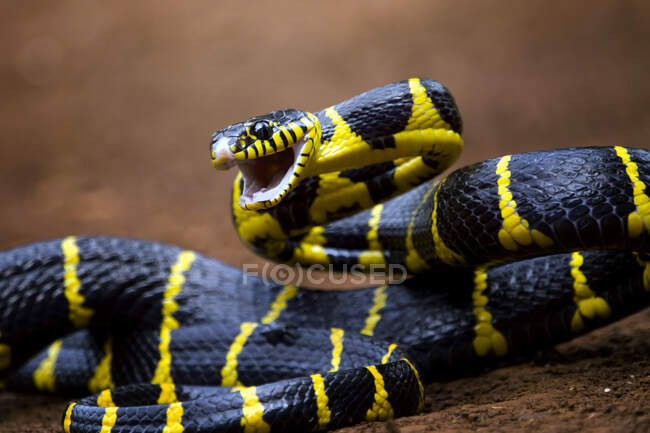 Крупный план змеи Бойга, готовой нанести удар, Индонезия — стоковое фото