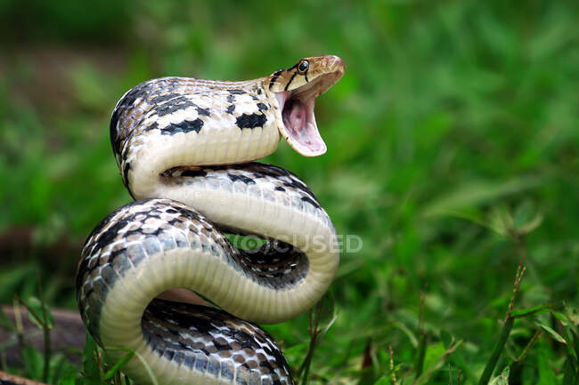 Trinket Snake testa di rame pronto a colpire, Indonesia — Foto stock