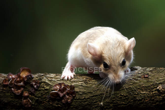 Close-up of a gerbil on a tree trunk, Indonesia — Stock Photo