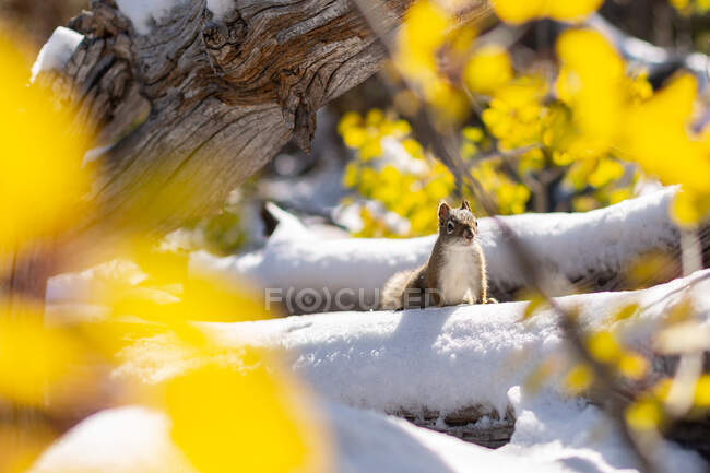 Esquilo vermelho na neve durante o outono, Wyoming, EUA — Fotografia de Stock