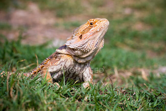Portrait of a bearded dragon in the grass, Indonesia — Stock Photo