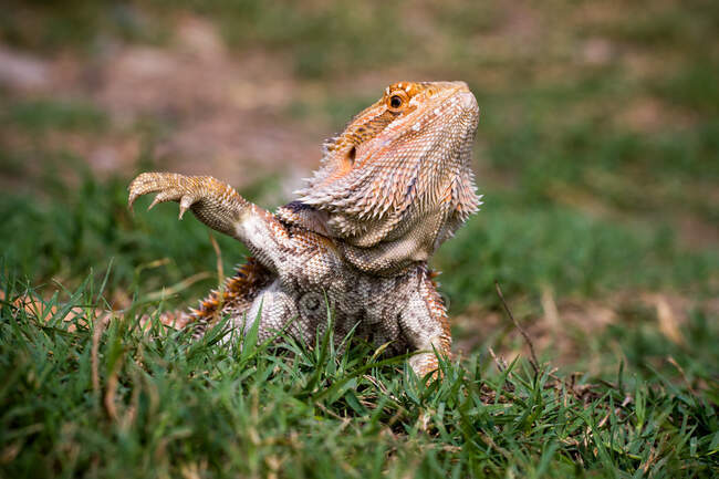 Retrato de um dragão barbudo na grama, Indonésia — Fotografia de Stock