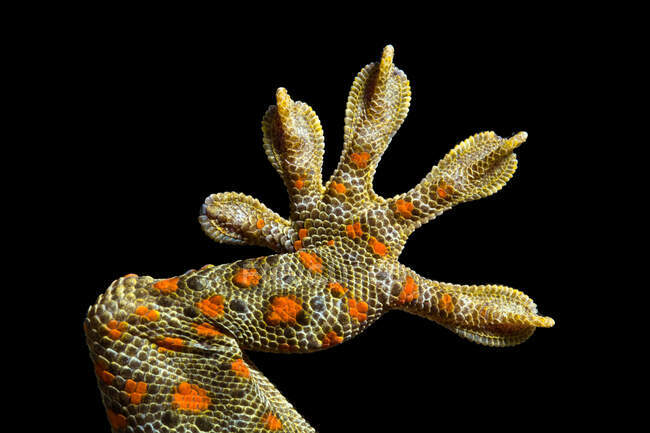 Gros plan d'un pied Gecko maison tachetée — Photo de stock