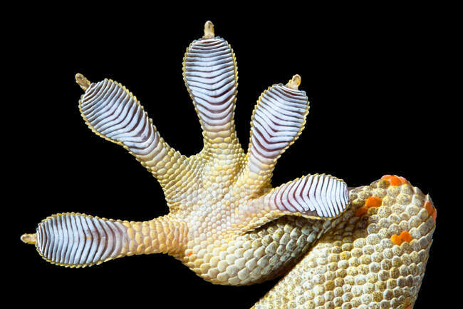 Nahaufnahme eines gefleckten Hausgecko-Fußes — Stockfoto