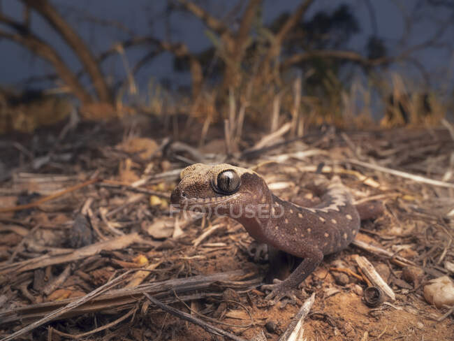 Close-up de um gecko de pedra oriental ao pôr-do-sol, Austrália — Fotografia de Stock