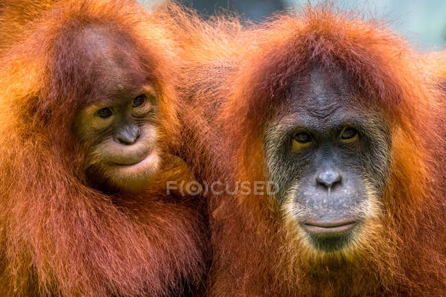 Retrato de um orangotango e seu bebê, Indonésia — Fotografia de Stock