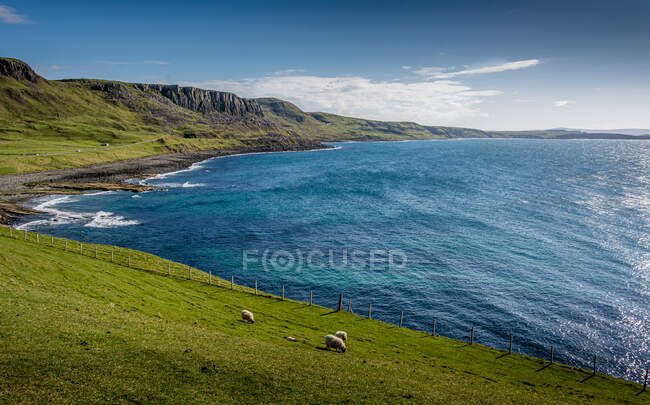 Three Sheep grazing in a coastal meadow, Isle of Skye, Inner Hebrides, Scotland, UK — Stock Photo