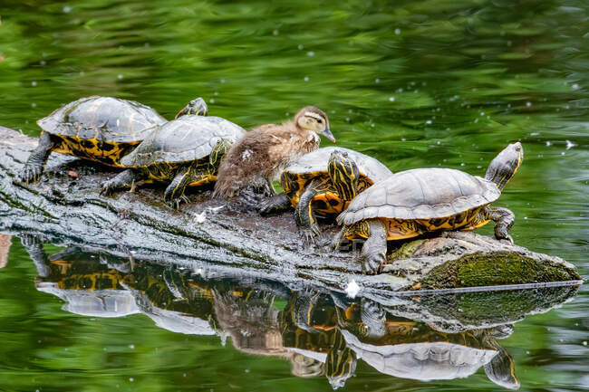 Vier Schildkröten und ein Entlein auf einem Baumstamm in einem Teich, Kanada — Stockfoto