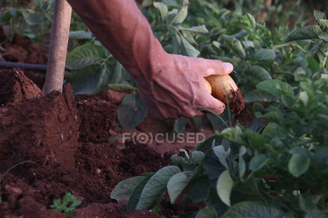 Primer plano de un hombre cosechando una patata, Grecia - foto de stock