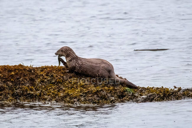 Otter on a riverbank Mangiare un'anguilla, Canada — Foto stock