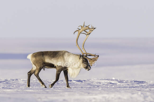 Portrait of a reindeer walking in the snow, Alaska, USA — Stock Photo