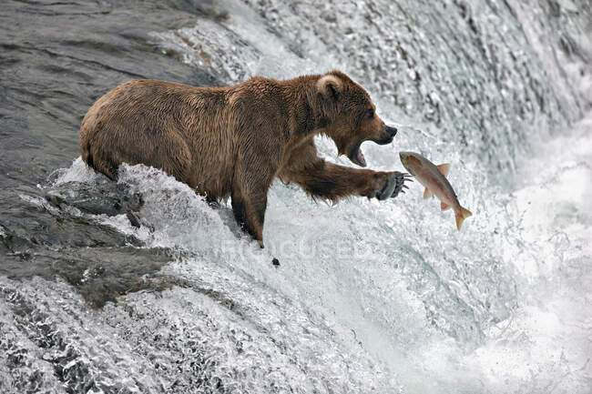 Braunbär steht in einem Fluss und fängt einen Lachs, Alaska, USA — Stockfoto
