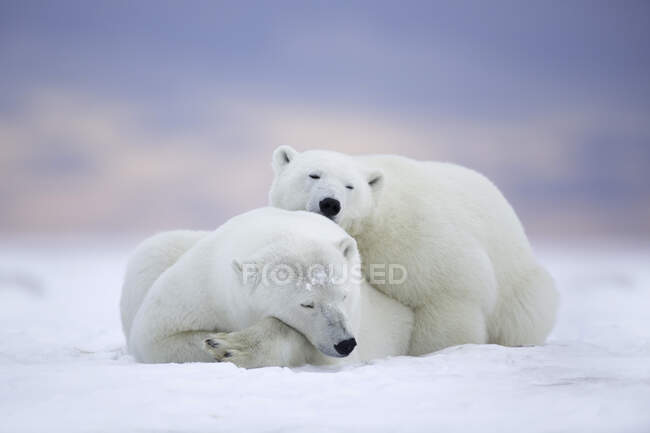 Два белых медведя спят на снегу, Аляска, США — стоковое фото