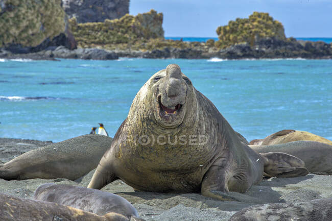Portrait of an elephant seal on beach amongst seals and penguins, Alaska, USA — Stock Photo