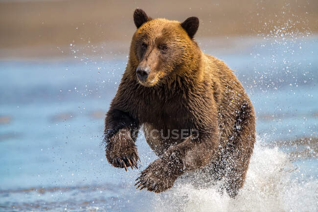 Коричневий ведмідь біжить річкою (Аляска, США). — стокове фото