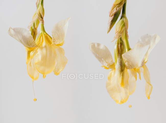 Dos iris sumergidos en aceite cosmético - foto de stock