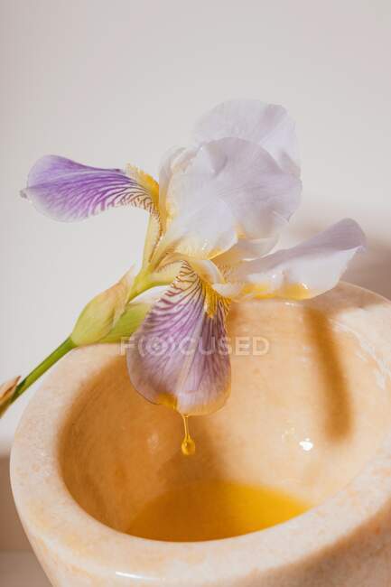 Íris mergulhada em uma tigela de óleo cosmético — Fotografia de Stock