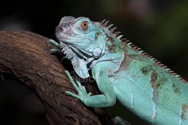 Retrato de uma iguana azul, Indonésia — Fotografia de Stock