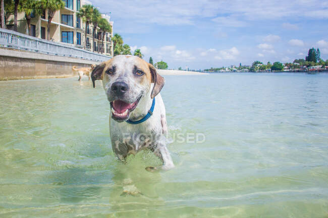 Happy hound dog walking in ocean, Florida, USA — Stock Photo