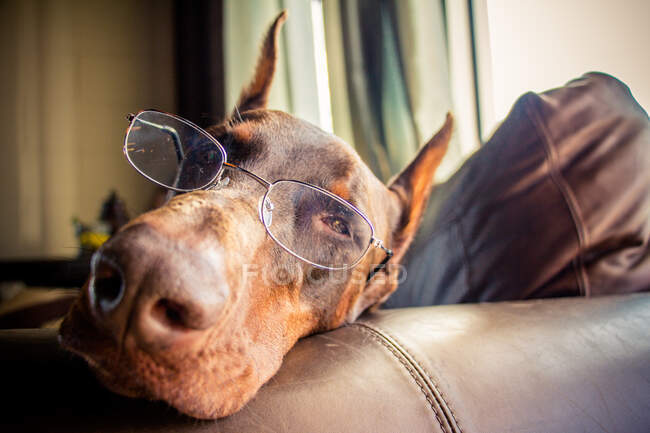 Warlock doberman wearing glasses lying on a sofa — Stock Photo
