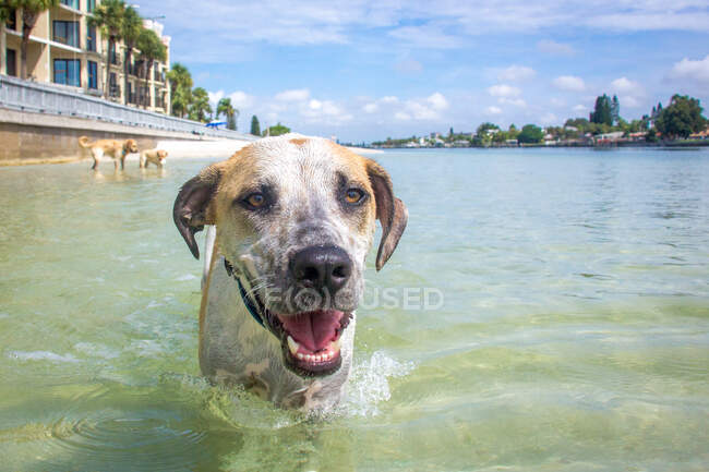 Счастливый копытный пес, гуляющий в океане с двумя собаками на заднем плане, Флорида, США — стоковое фото