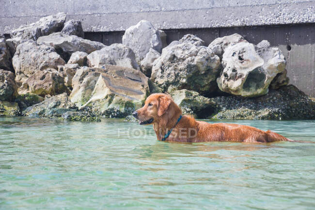 Golden Retriever steht im Ozean, Florida, USA — Stockfoto