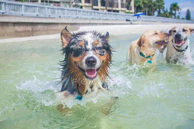 Trois chiens jouent dans l'océan, Floride, États-Unis — Photo de stock