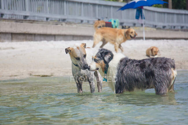 Dos perros de pie en el océano tocando narices con dos perros en el fondo, Florida, EE.UU. - foto de stock