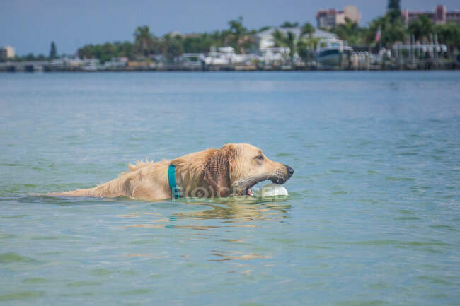 Золотой ретривер, плавающий в море с мячом во рту, Флорида, США — стоковое фото