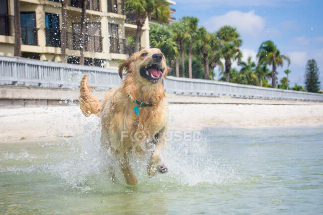 Golden retriever chien courant dans l'océan, Floride, États-Unis — Photo de stock