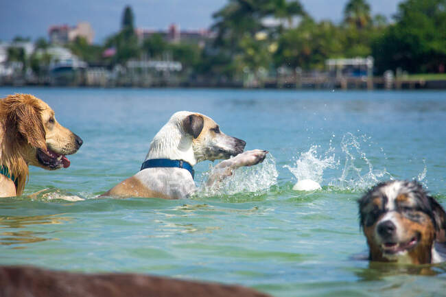 Trois chiens jouant avec une balle dans l'océan, Floride, États-Unis — Photo de stock