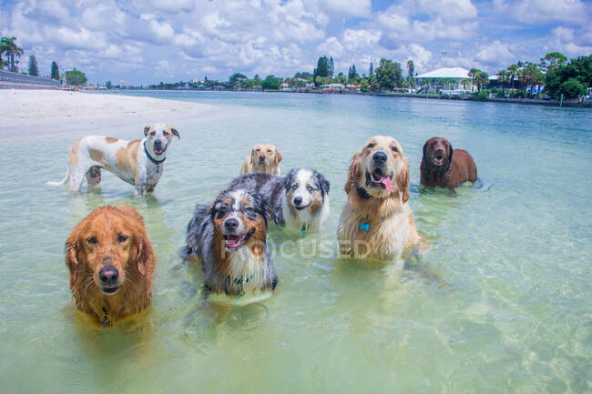 Група собак стоїть в океані, Флорида, США. — стокове фото