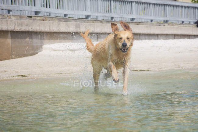 Золотая собака-ретривер, бегущая в океан, Флорида, США — стоковое фото