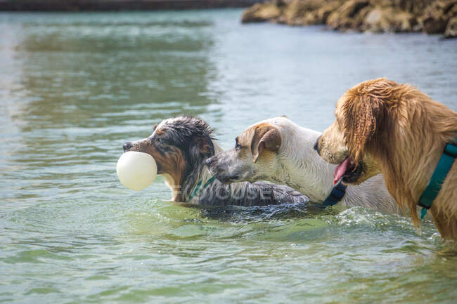 Trois chiens jouant avec une balle dans l'océan, Floride, États-Unis — Photo de stock
