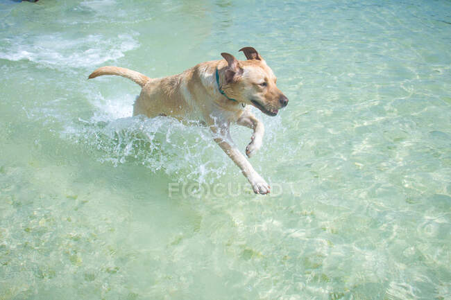 Labrador running in ocean surf, Florida, Estados Unidos - foto de stock