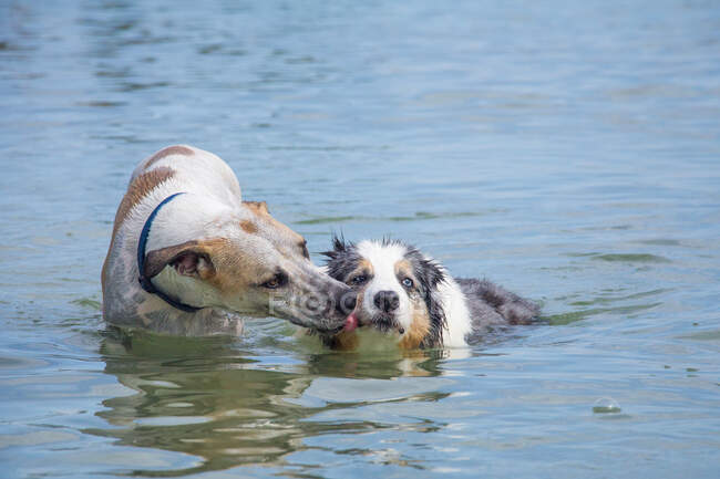 Hound licking an Australian Shepherd dog in ocean, Florida, USA — Stock Photo