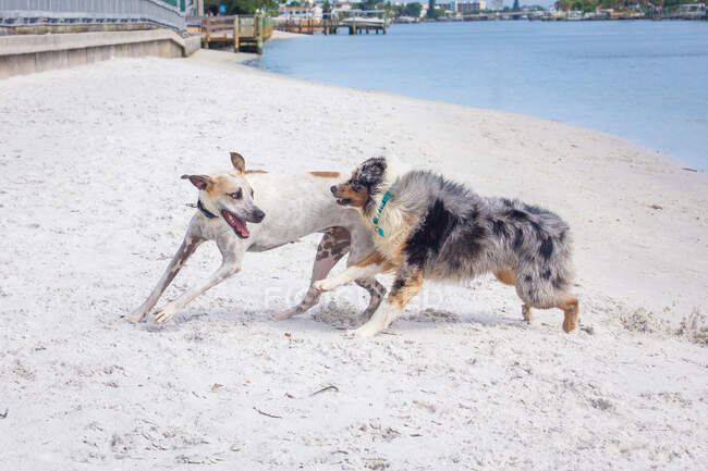 Dois cães brincando na praia, Flórida, EUA — Fotografia de Stock