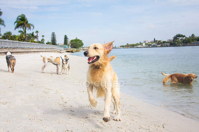 Golden retriever corriendo en la playa con un grupo de perros en el fondo, Florida, EE.UU. - foto de stock
